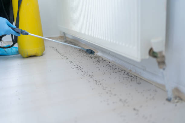 Best Ant Control Services  in Andover, MN